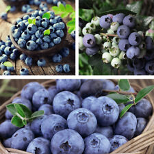Blueberry fruit plants for sale  IPSWICH
