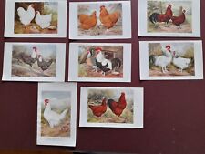 chickens x 7 for sale  SOUTHAM