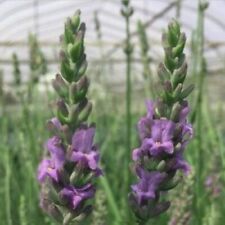 Herb lavender angustifolia for sale  Old Town