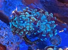 Hammer coral teal for sale  Columbia