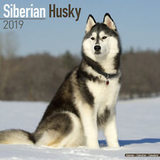 Calendrier 2019 husky d'occasion  Troyes