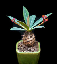 RARE EUPHORBIA PACHYPODIOIDES @ exotic succulent cactus cacti plant seed 5 SEEDS, used for sale  Shipping to South Africa