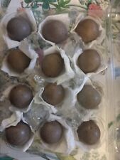 quail hatching for sale  BOLTON