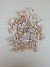Florida worm shells for sale  Cocoa Beach