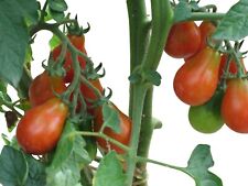 Tomate rotes birnchen gebraucht kaufen  Kallmünz