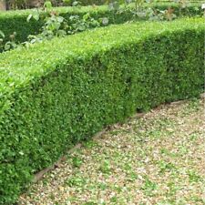 Box buxus bare for sale  ALTON