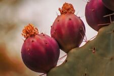 Opuntia robusta usato  Napoli