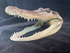 Alligator head 5.25 for sale  Mankato