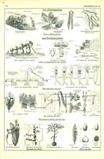 Document ancien botanique d'occasion  France