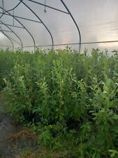 Blueberry seedlings Sadzonki Borówki 60 cm producent  na sprzedaż  PL