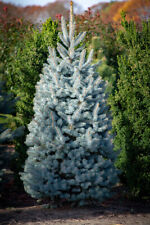Blue spruce xmas for sale  BEAULY