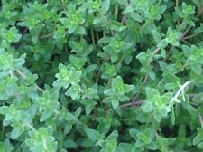 English thyme seeds for sale  Carriere