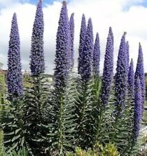 Echium pininana potted for sale  ELY