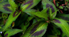 Vietnamese coriander herb for sale  WORKSOP