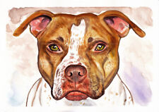 Pit bull terrier usato  Villaricca