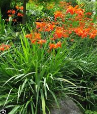 Montbretia crocosmia iris for sale  Hayden