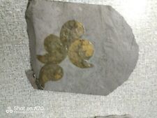 Meeres fossilie ammonit gebraucht kaufen  Saerbeck