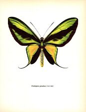 Vintage Butterfly Art Print Paradise Birdwing Butterfly Insect Print 5302-56 for sale  Shipping to South Africa