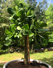 Jade plant tall for sale  Blackstone