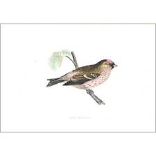 Birds mealy redpoll for sale  GLASGOW