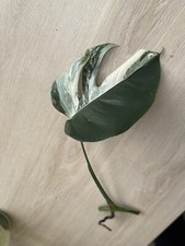 monstera for sale monstera for sale Shipping to South Africa