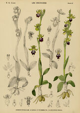 Estampa antiga-História natural-botânica-orquídea-Ophrys fusca-Camus-1921 comprar usado  Enviando para Brazil