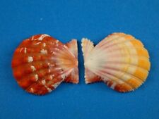 Pecten langfordi sunrise for sale  Kapolei