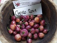 Chile Cheiro Roxa - más de 10 semillas - semillas - semillas ¡HERMOSAS y FINAS! Ch 038 segunda mano  Embacar hacia Argentina