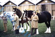 Dray horses show for sale  ROSSENDALE