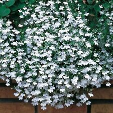 Lobelia trailing white for sale  BELLSHILL