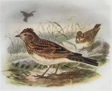 Skylark birds britain for sale  UK