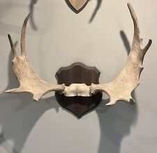 Cool moose wall for sale  Houston
