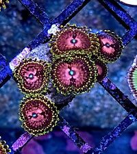 Pink diamond zoas for sale  EVESHAM