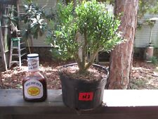 Dwarf taiwanese bonsai for sale  Gainesville
