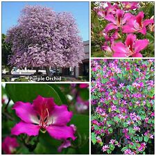 Semi bauhinia purpurea usato  Nizza Di Sicilia