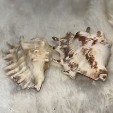 Lambis spider conch for sale  Gainesville