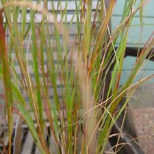 Stipa arundinacea pheasant for sale  HAILSHAM