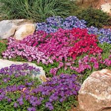 Semi fiori giardino usato  Arezzo