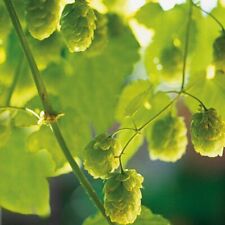 Herb hops perennial for sale  WITHAM