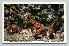 Postcard spiny lobsters for sale  Greer