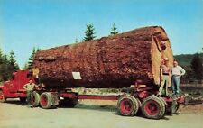 Postcard giant fir for sale  New Market