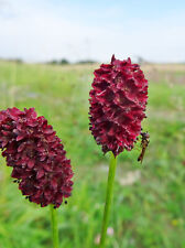 Sanguisorba fficinalis grosser gebraucht kaufen  Bad Kissingen