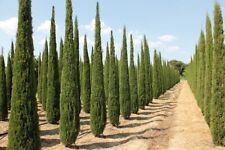Cupressus sempervirens stricta for sale  Shipping to Ireland