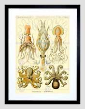 Nature serious haeckel for sale  EDINBURGH