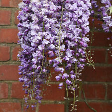 Wisteria floribunda black for sale  HORSHAM