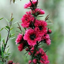 Tea tree leptospermum for sale  MARCH