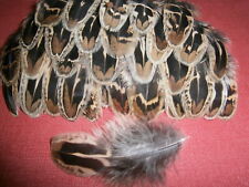 100 Hen Pheasant Shoulder Feathers 2" - 3.5" - Crafting feathers segunda mano  Embacar hacia Argentina