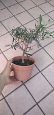 Ulivo bonsai vaso 16 con frutti usato  Giarre