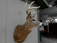 4x4 whitetail deer for sale  Florence
