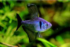 Black phantom tetra for sale  LONDON